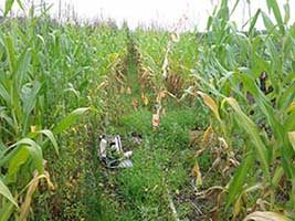 SO-110 measures soil oxygen concentration SO-110测量土壤氧浓度